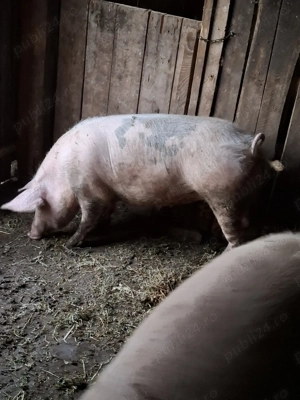 Disponibile de Crăciun 