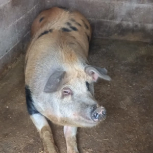 Porci de vanzare