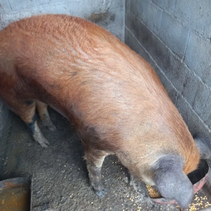 Porci de vanzare - imagine 2