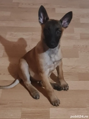 Ciobănesc belgian malinois 