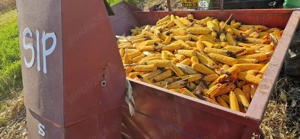 Culegator porumb SIP EKO 3500 - imagine 5