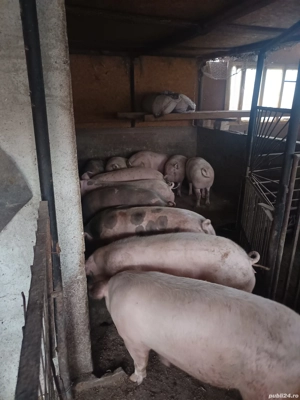 vand porci 90.....270kg - imagine 3