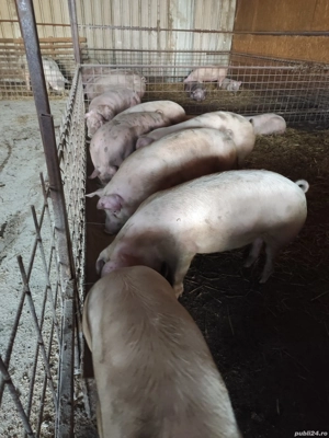 vand porci de țară 