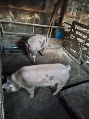 Disponibile de Crăciun  - imagine 4