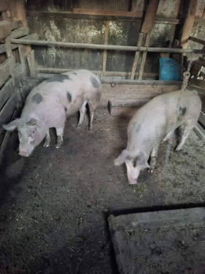 Disponibile de Crăciun  - imagine 2