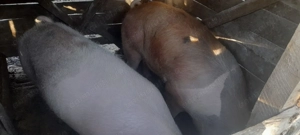 Vând porci crescuți la curte  - imagine 2