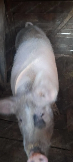 Vând porci crescuți la curte  - imagine 3