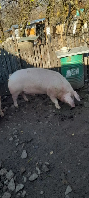 Vând porci crescuți la curte  - imagine 4