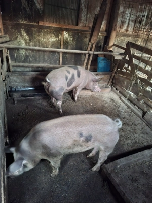 Disponibile de Crăciun  - imagine 5