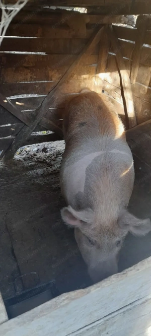 Vând porci crescuți la curte  - imagine 5