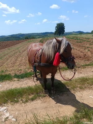 De vânzare sau schimb cu vaci - imagine 2