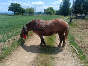 De vânzare sau schimb cu vaci - imagine 3