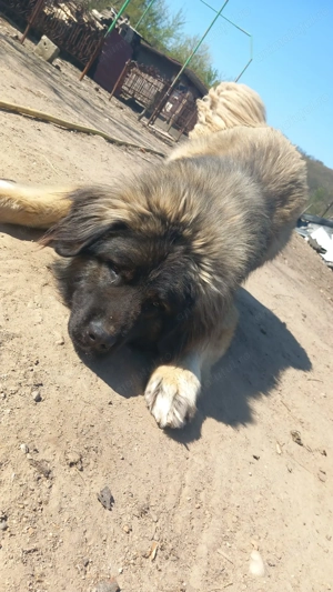 Vând câine!  - imagine 3