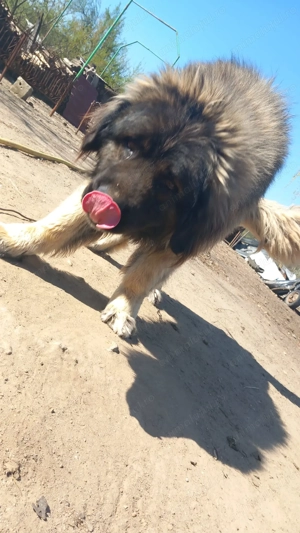 Vând câine!  - imagine 5