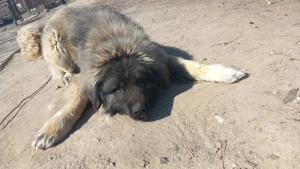 Vând câine!  - imagine 4