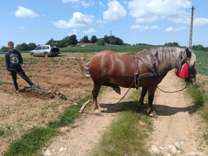 De vânzare sau schimb cu vaci - imagine 4