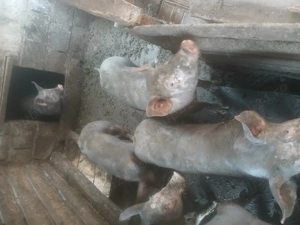 Porci pietrain rasă pură  - imagine 2