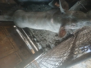 Porci pietrain rasă pură  - imagine 3