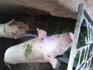 porci de vânzare 