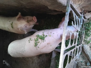porci de vânzare 