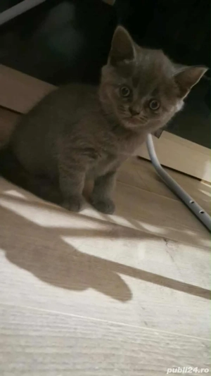 Motanel British Shorthair 