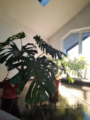 Monstera deliciosa, frunze mari