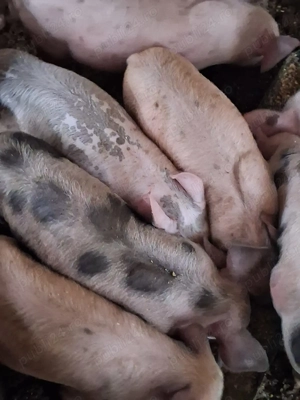 Purcei de vânzare  - imagine 2