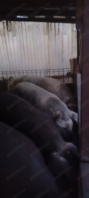 Porci de vânzare 
