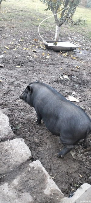 de vanzare porci vietnamezi - imagine 5