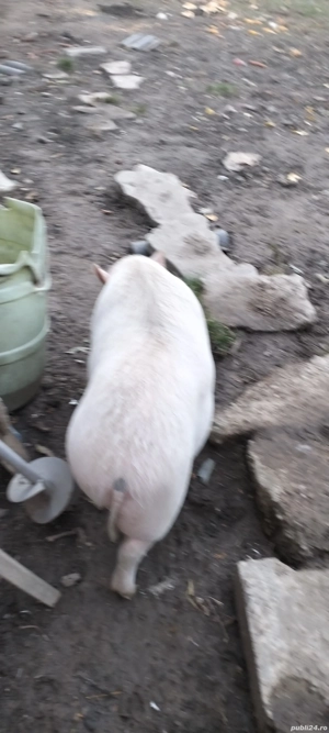 de vanzare porci vietnamezi - imagine 4