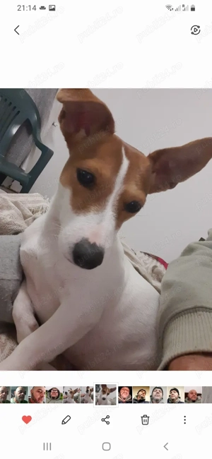 Catei de vanzare jack russell Jack russel terrier in bucaresti 