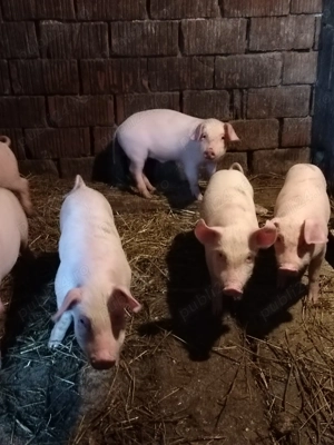 Vând purcei de 7 săptămâni 