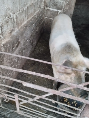 Pentru doritori porci.