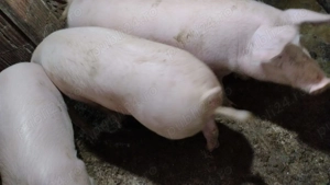 Porci de vânzare 