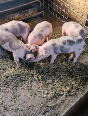 Purcei petrean de vanzare