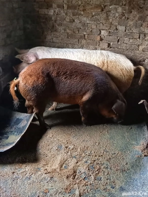 vând porci - imagine 4