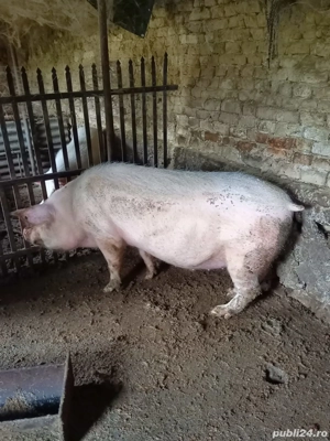 vând porci - imagine 2