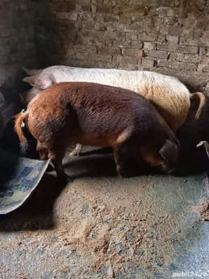 vând porci - imagine 3