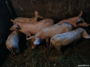 Vând godaci  - imagine 2