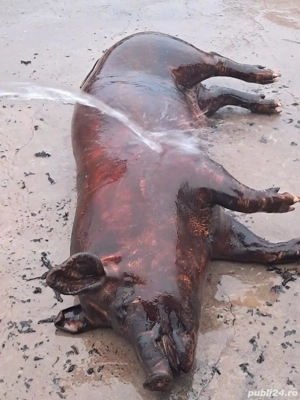 carcasa de porc  - imagine 2