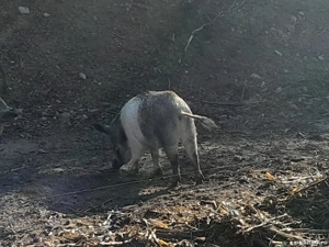 Vând porci metis mistreț  - imagine 2