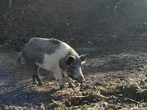 Vând porci metis mistreț  - imagine 3