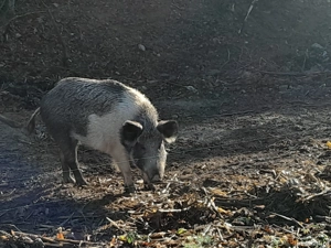 Vând porci corcitura mistreț 