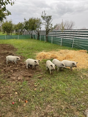 Vand purcei Mangalita cu Adeverinta de origine