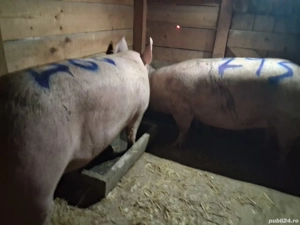 vând 2 porci de carne  287 si 293 kg