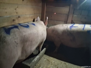 vând 2 porci de carne  287 si 293 kg - imagine 2