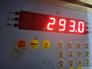 vând 2 porci de carne  287 si 293 kg - imagine 5