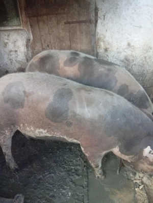 Vand porci de carne - imagine 2