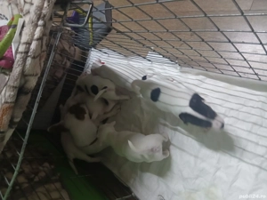 Jack russell terriers  - imagine 3