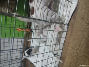 Jack russell terriers  - imagine 2